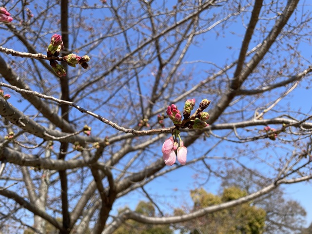IMG_0266.jpeg