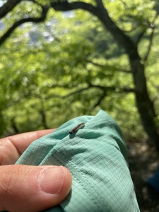 IMG_7215.jpeg