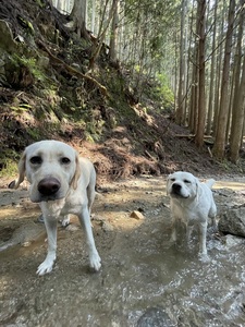 IMG_8294.jpeg